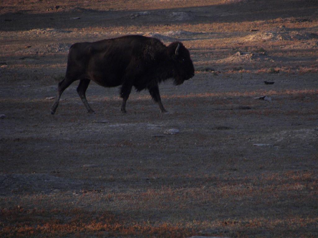 Wildlife in T. Roosevelt National Park South Unit 3 of 14 (#2528)