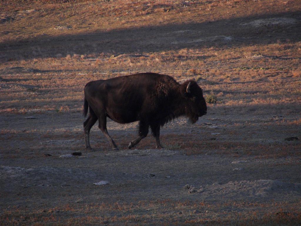 Wildlife in T. Roosevelt National Park South Unit 4 of 14 (#2530)