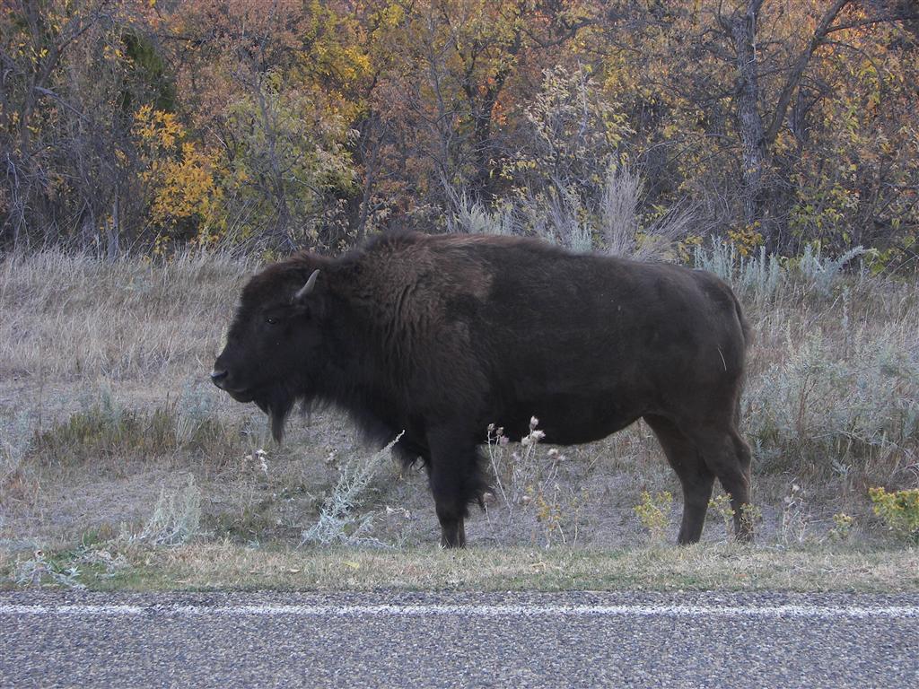 Wildlife in T. Roosevelt National Park South Unit 5 of 14 (#2531)