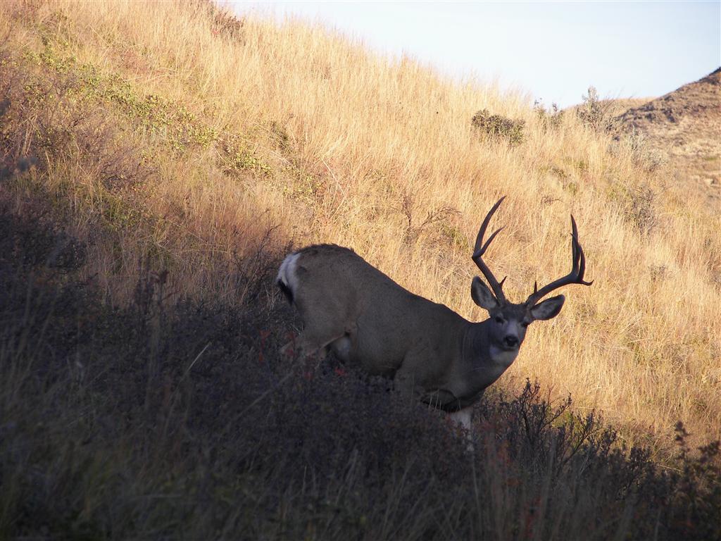 Wildlife in T. Roosevelt National Park South Unit 6 of 14 (#2552)