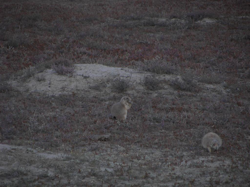 Wildlife in T. Roosevelt National Park South Unit 8 of 14 (#2561)