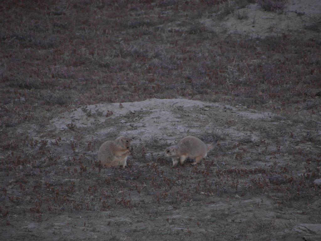 Wildlife in T. Roosevelt National Park South Unit 9 of 14 (#2562)