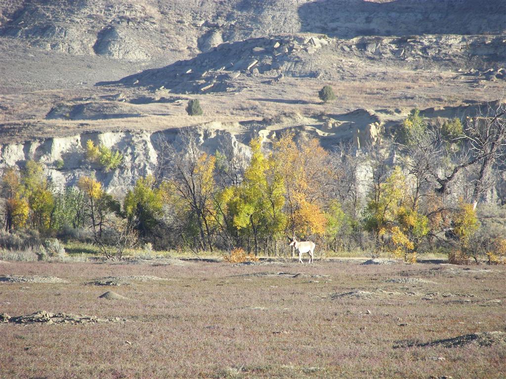 Wildlife in T. Roosevelt National Park South Unit 10 of 14 (#2564)