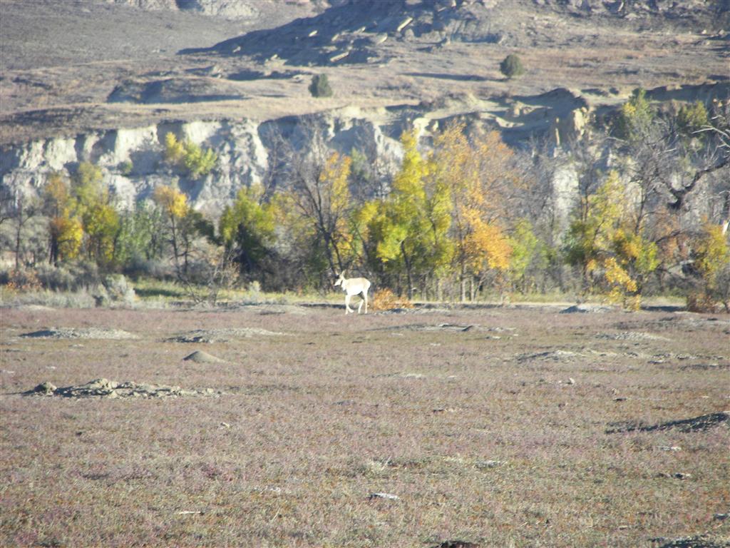 Wildlife in T. Roosevelt National Park South Unit 11 of 14 (#2565)