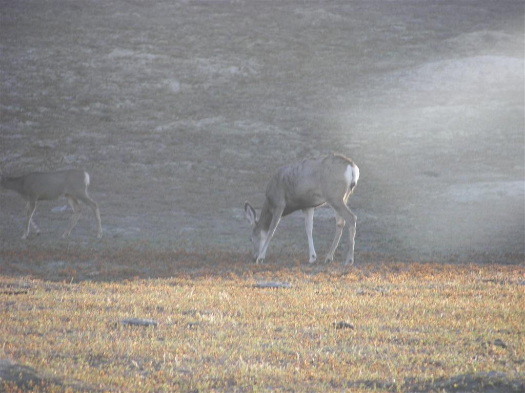 Wildlife in T. Roosevelt National Park South Unit 12 of 14 (#2567)