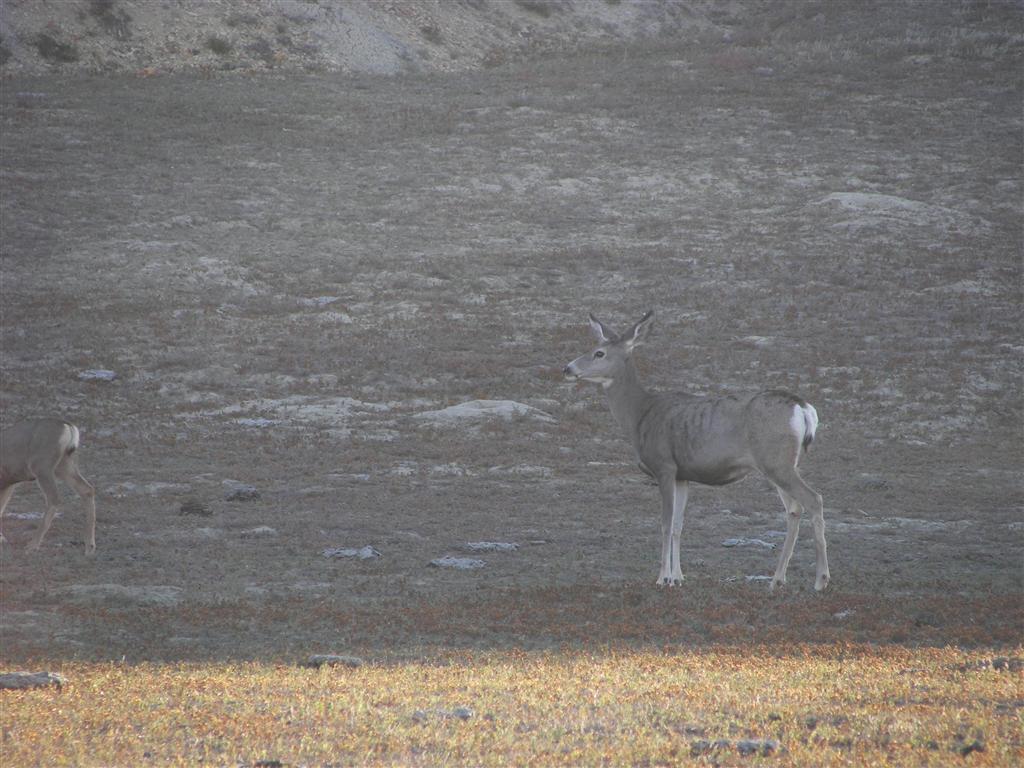 Wildlife in T. Roosevelt National Park South Unit 13 of 14 (#2568)