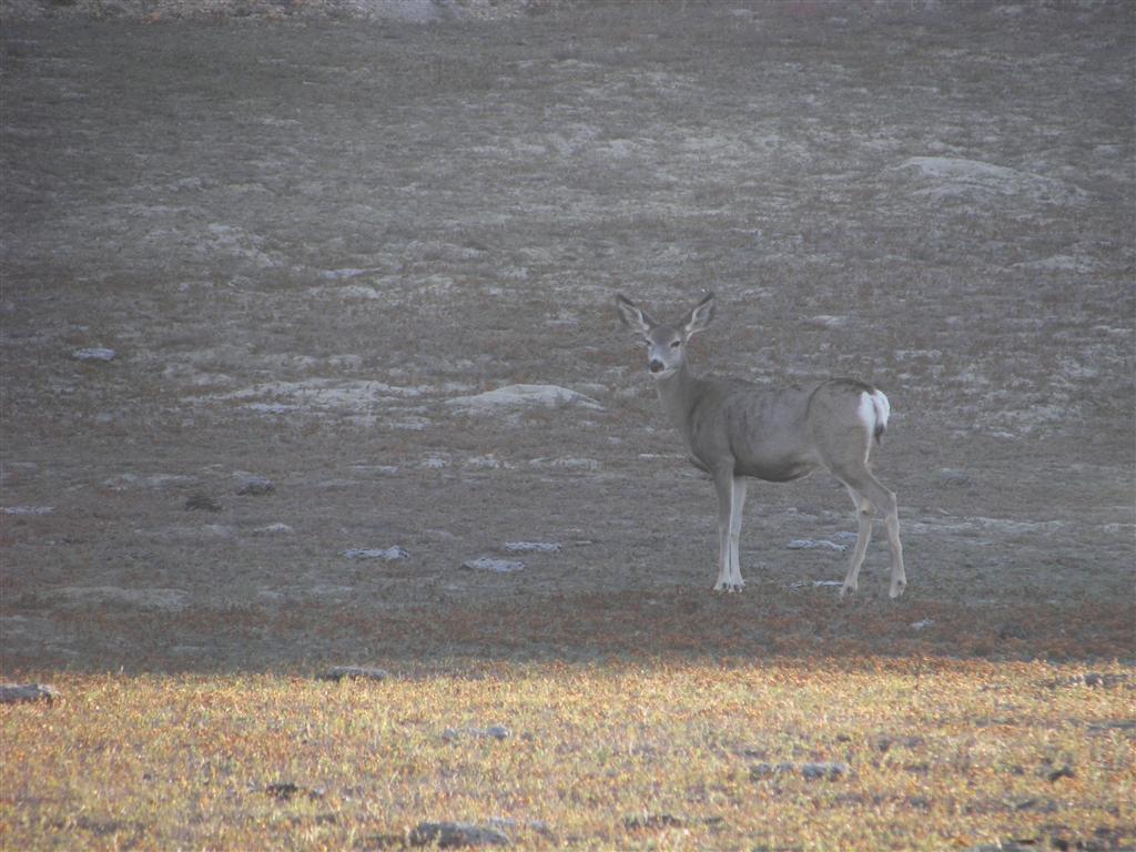 Wildlife in T. Roosevelt National Park South Unit 14 of 14 (#2569)