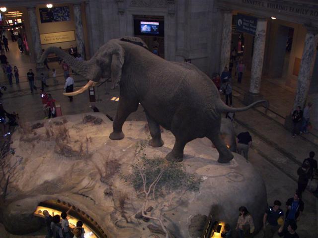 Smithsonian Museum of Natural History (only one we had time for) (  1 of  3) (#2864)