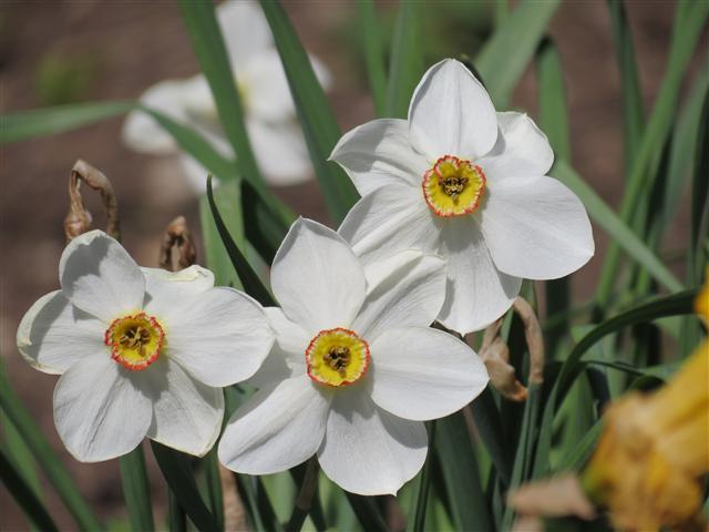 Botanical Gardens in Boise Idaho ( 2 of 17) (#0347)
