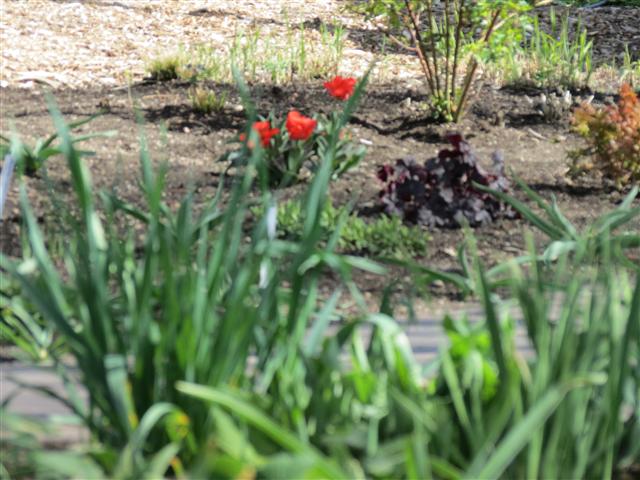Botanical Gardens in Boise Idaho ( 10 of 17) (#0355)