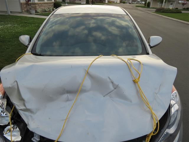 Elanta after striking a deer ( 5 of 7) (#0374)