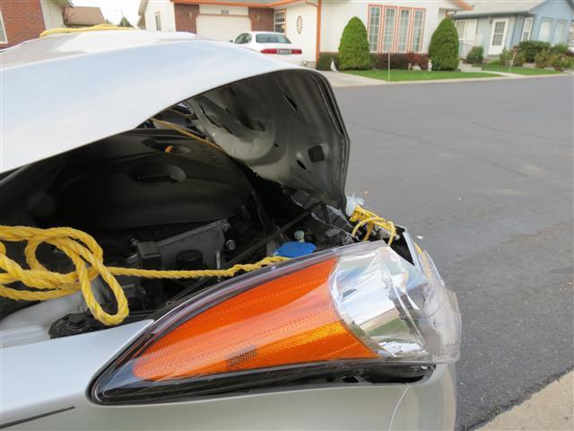 Elanta after striking a deer ( 6 of 7) (#0375)