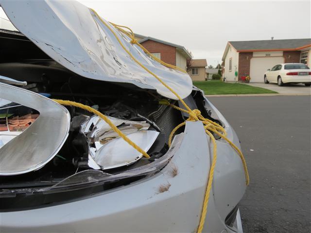 Elanta after striking a deer ( 7 of 7) (#0376)