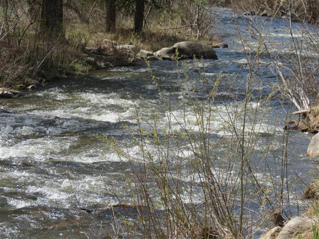 Boise National Forest Idaho ( 3 of 9) (#0410)