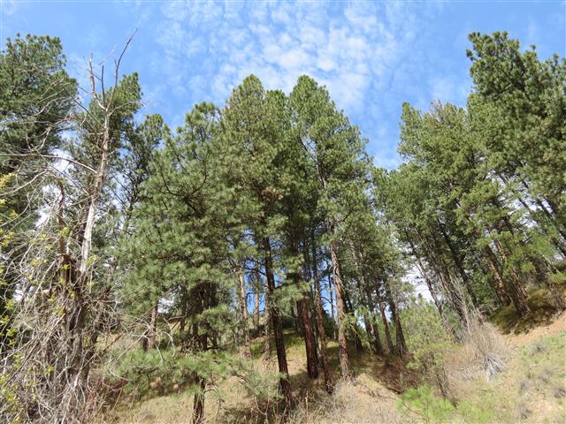 Boise National Forest Idaho ( 5 of 9) (#0412)