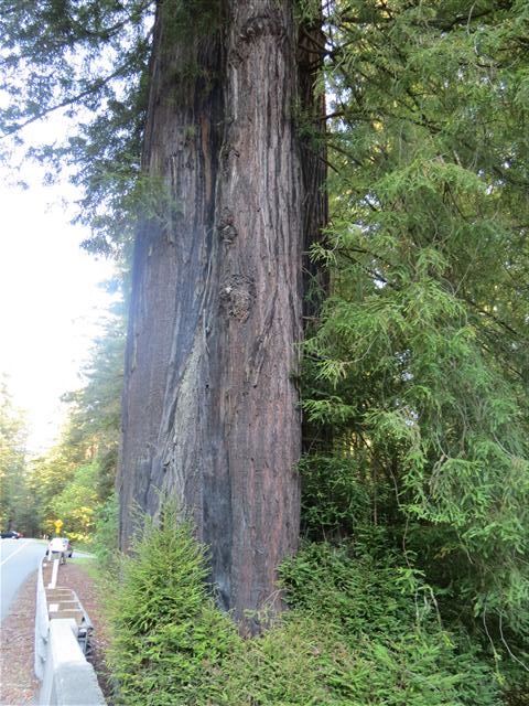 Redwoods National and State Parks in northern California ( 3 of 12) (#0463)
