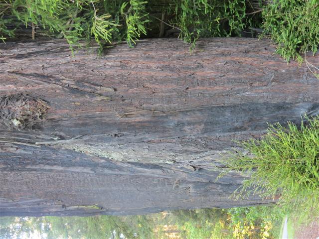 Redwoods National and State Parks in northern California ( 4 of 12) (#0464)