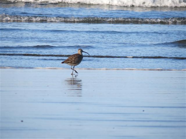 Pacific Ocean near the Redwoods National and State Parks in nortern California ( 9 of 22) (#0466)