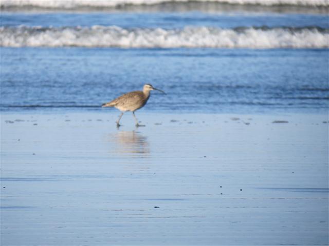 Pacific Ocean near the Redwoods National and State Parks in nortern California ( 10 of 22) (#0468)