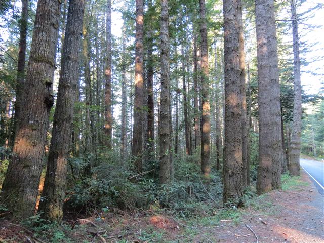 Redwoods National and State Parks in northern California ( 5 of 12) (#0491)