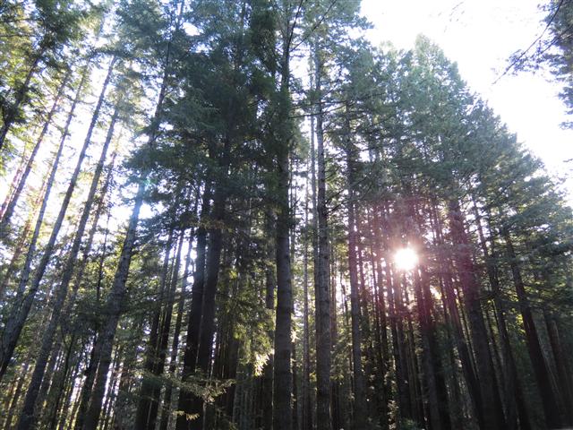 Redwoods National and State Parks in northern California ( 6 of 12) (#0492)