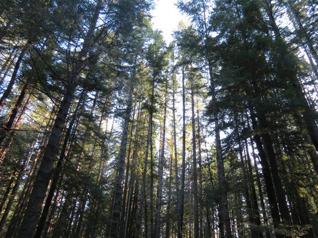 Redwoods National and State Parks in northern California ( 7 of 12) (#0493)