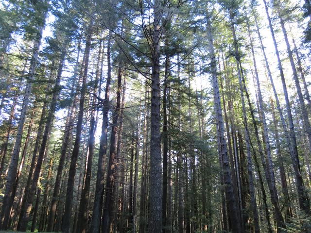 Redwoods National and State Parks in northern California ( 8 of 12) (#0494)