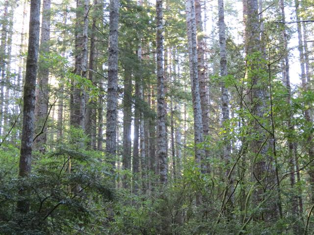 Redwoods National and State Parks in northern California ( 10 of 12) (#0496)