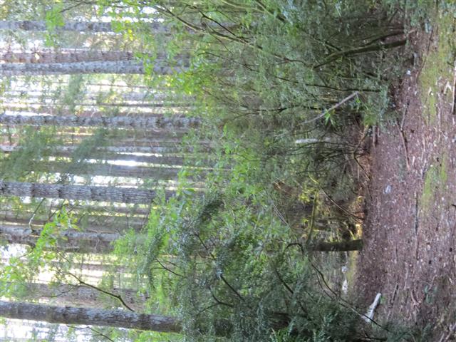 Redwoods National and State Parks in northern California ( 11 of 12) (#0497)