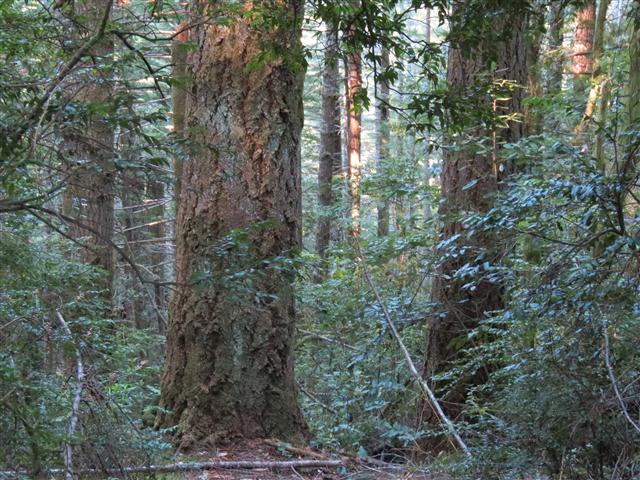 Redwoods National and State Parks in northern California ( 12 of 12) (#0498)