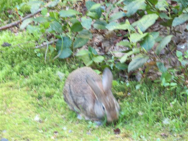 Point Defiance in Tacoma ( 4 of 5) (#0547)