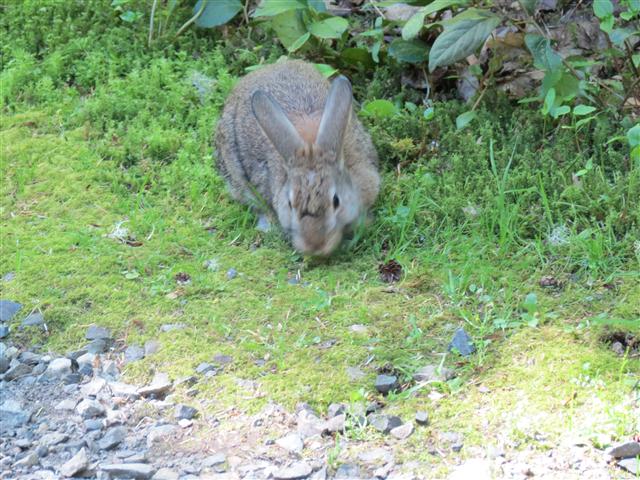 Point Defiance in Tacoma ( 5 of 5) (#0548)