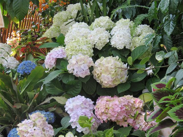 Wright Park in Tacoma ( 1 of 5) (#0575)