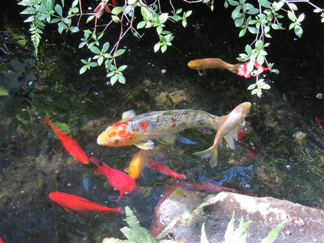 Wright Park in Tacoma ( 1 of 5) (#0580)