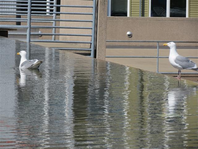 Glass Museum in Tacoma ( 7 of 8) (#0587)