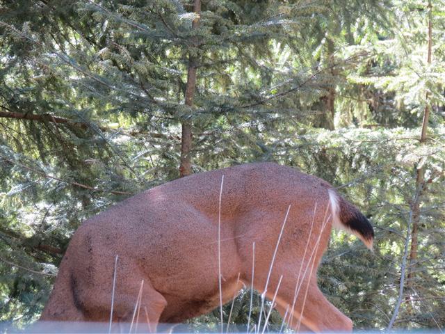 Hurricane Ridge section of Olympic National Park ( 16 of 31) (#0621)