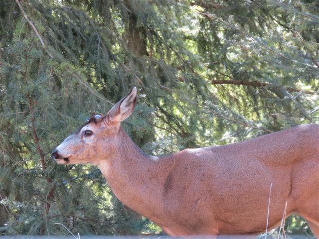 Hurricane Ridge section of Olympic National Park ( 17 of 31) (#0622)