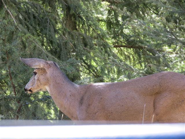 Hurricane Ridge section of Olympic National Park ( 18 of 31) (#0623)