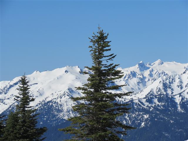 Hurricane Ridge section of Olympic National Park ( 23 of 31) (#0628)