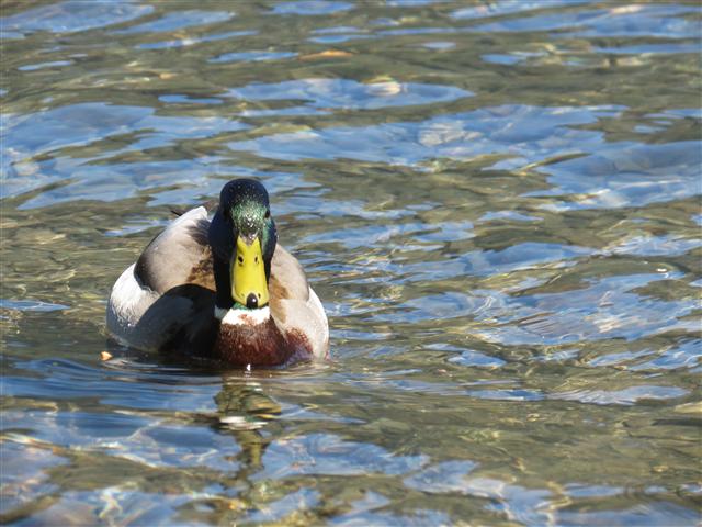 Crescent Lake in north central Olympic National Park ( 6 of 22) (#0642)