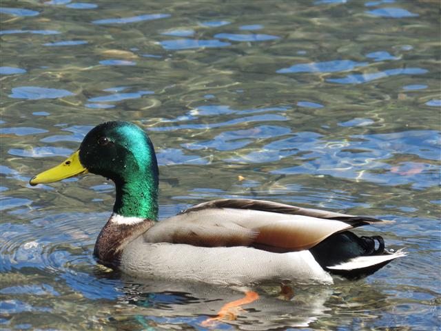 Crescent Lake in north central Olympic National Park ( 7 of 22) (#0643)