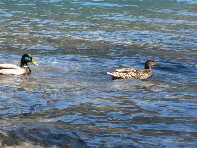 Crescent Lake in north central Olympic National Park ( 8 of 22) (#0644)