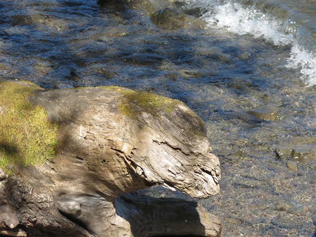 Crescent Lake in north central Olympic National Park ( 22 of 22) (#0658)