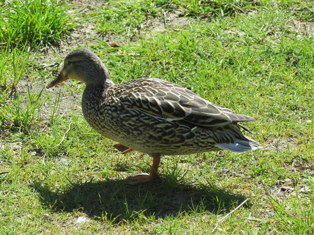 Crescent Lake in north central Olympic National Park ( 24 of 22) (#0660)