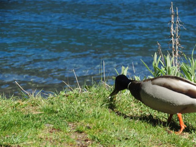 Crescent Lake in north central Olympic National Park ( 25 of 22) (#0661)
