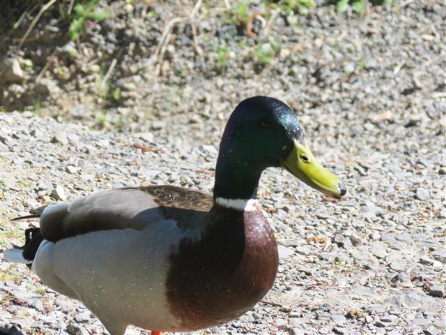 Crescent Lake in north central Olympic National Park ( 26 of 22) (#0662)