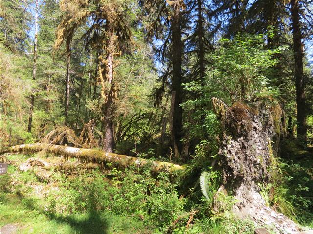 Crescent Lodge in north central Olympic National Park ( 2 of 16) (#0665)