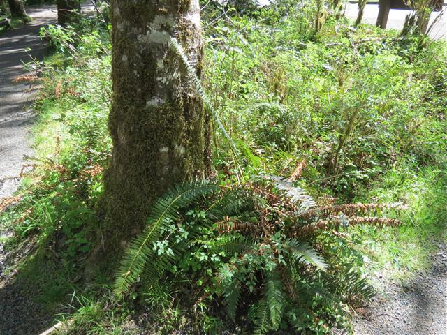 Crescent Lodge in north central Olympic National Park ( 3 of 16) (#0666)