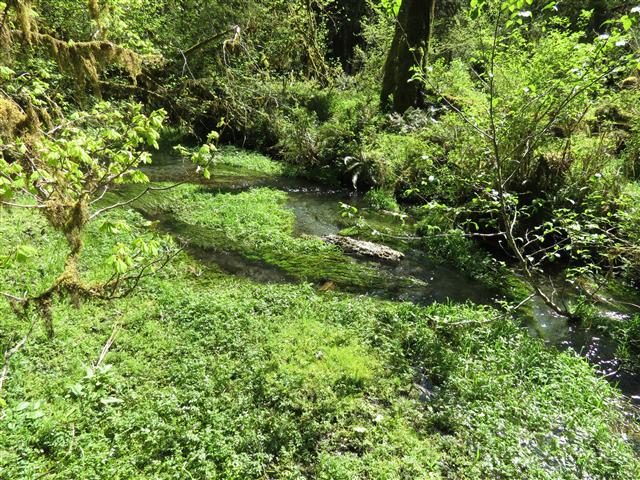 Crescent Lodge in north central Olympic National Park ( 4 of 16) (#0667)