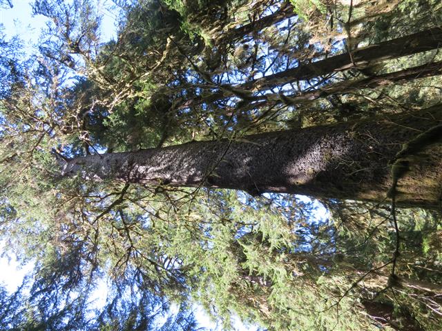 Crescent Lodge in north central Olympic National Park ( 7 of 16) (#0670)